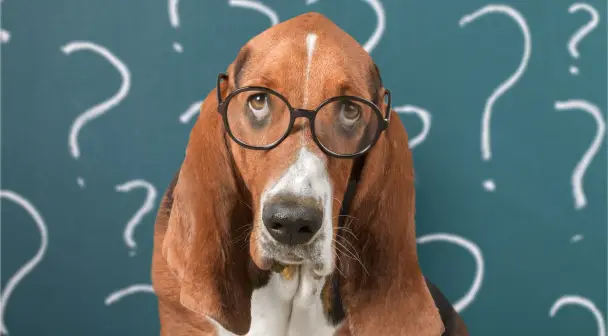 Ein Hund mit einer Brille.